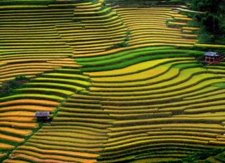 Quand voir les rizieres en terrasses au nord vietnam 4