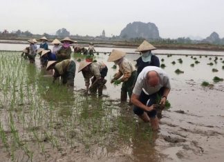 Cultiver le riz au Vietnam
