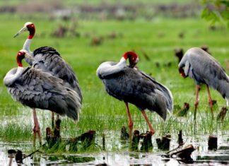 La réserve naturelle Tra Su réserve naturelle tra su