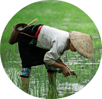 culture du riz