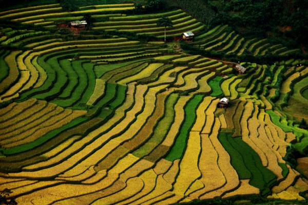 Quand voir les rizieres en terrasses au nord vietnam 5