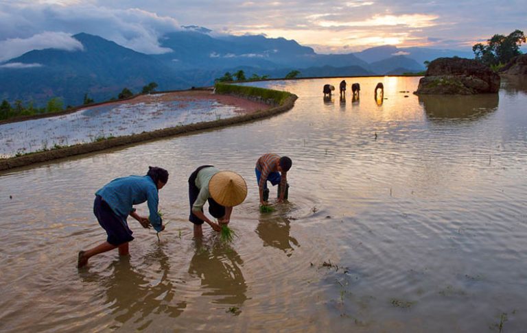 Quel temps fait il au Vietnam en août ?  Découvrez le climat région par région (Nord, Centre, Sud, Montagnes du Nord)