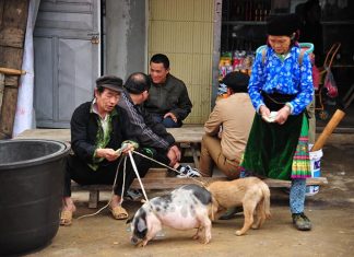 Circuit au Vietnam en Juin Circuit au Vietnam en Juin 4