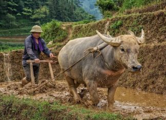 Circuit au Vietnam pendant le Covid 19 dès la Réouverture des frontières au Vietnam circuit au vietnam pendant le covid 19