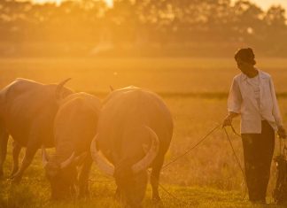 Circuit au Vietnam 12 jours / Que faire au Vietnam en 12 jours ? Circuit au Vietnam 12 jours