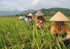 Nghia Lo Vietnam – Destination authentique au Nord Ouest du Vietnam Nghia Lo Vietnam