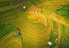 Rizières en terrasse Mu Cang Chai / Meilleures périodes à découvrir Rizières en terrasse Mu Cang Chai