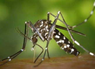 Moustiques au Vietnam / Conseils pour se protéger des moustiques au Vietnam ? Moustiques au Vietnam