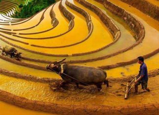 Circuit Sapa 3 Jours 2 Nuits / Que faire à Sapa en 3 jours et 2 nuits ? Circuit Nghia Lo Mu Cang Chai Sapa