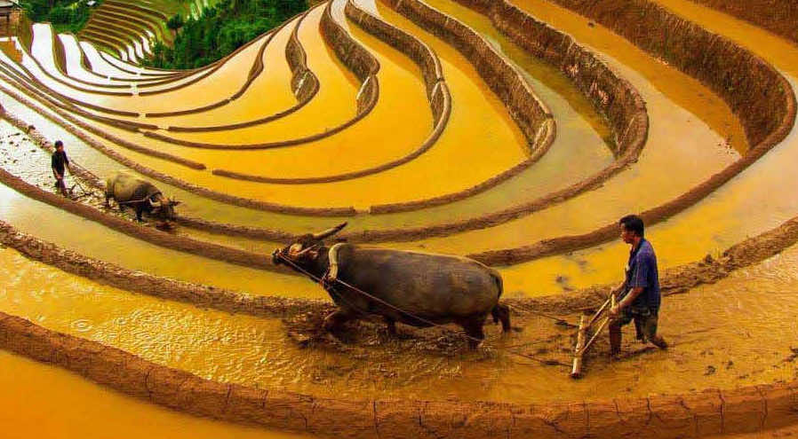 Circuit Nghia Lo Mu Cang Chai Sapa