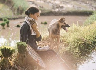 Races de chiens au Vietnam / Quels sont les chiens vietnamiens ? Races de chiens au Vietnam