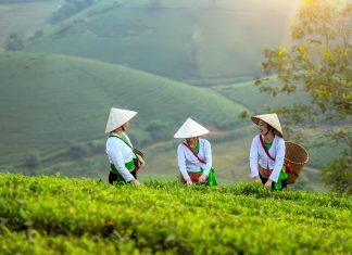 Découverte de l’ethnie Thai au Vietnam : traditions, culture et vie quotidienne ethnie Thai au Vietnam