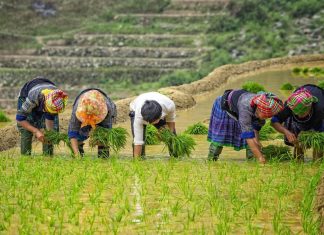 Nord ou Sud Vietnam : Lequel choisir pour votre voyage au Vietnam ? Nord ou Sud Vietnam 2