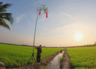 Cây Nêu – L’arbre sacré du Têt vietnamien, entre traditions, protection et spiritualité Arbre rituel Cây Nêu 2
