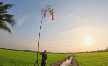 Cây Nêu – L’arbre sacré du Têt vietnamien, entre traditions, protection et spiritualité Arbre rituel Cây Nêu 2