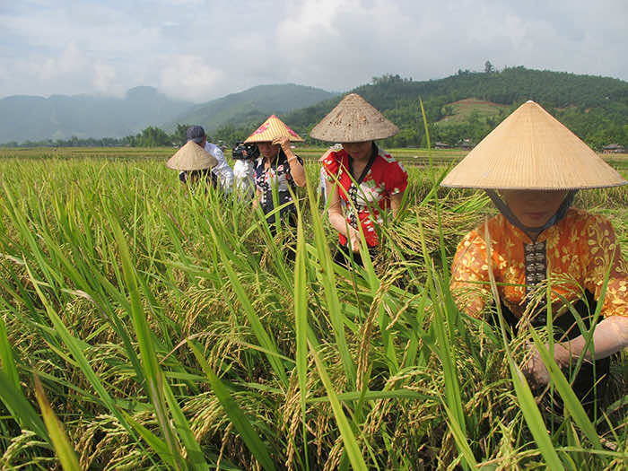 Nghia Lo Vietnam – Destination authentique au Nord Ouest du Vietnam