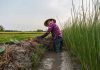 Circuit Vietnam Nord 5 jours : Découverte de Bac Ha, Thac Ba et Sapa, Rizières en terrasse, Ethnies, Nature, Marché haut en couleur, Nuit chez l’habitant Vietnam Nord 5 jours