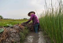 Circuit Vietnam Nord 5 jours : Découverte de Bac Ha, Thac Ba et Sapa, Rizières en terrasse, Ethnies, Nature, Marché haut en couleur, Nuit chez l’habitant Vietnam Nord 5 jours