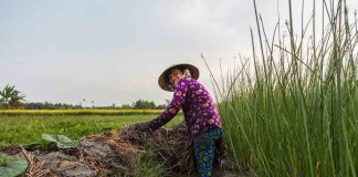 Circuit Vietnam Nord 5 jours : Découverte de Bac Ha, Thac Ba et Sapa, Rizières en terrasse, Ethnies, Nature, Marché haut en couleur, Nuit chez l’habitant Vietnam Nord 5 jours