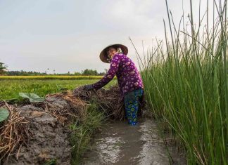 Circuit Vietnam Nord 5 jours : Découverte de Bac Ha, Thac Ba et Sapa, Rizières en terrasse, Ethnies, Nature, Marché haut en couleur, Nuit chez l’habitant Vietnam Nord 5 jours
