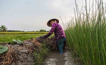 Circuit Vietnam Nord 5 jours : Découverte de Bac Ha, Thac Ba et Sapa, Rizières en terrasse, Ethnies, Nature, Marché haut en couleur, Nuit chez l’habitant Vietnam Nord 5 jours