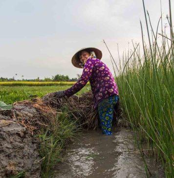 Circuit Vietnam Nord 5 jours : Découverte de Bac Ha, Thac Ba et Sapa, Rizières en terrasse, Ethnies, Nature, Marché haut en couleur, Nuit chez l’habitant Vietnam Nord 5 jours