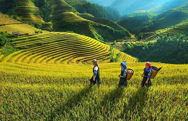 Visiter Sapa ou Réserve naturelle Pu Luong