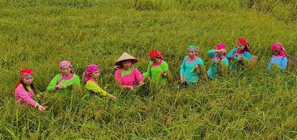 Ethnie Giay au Vietnam
