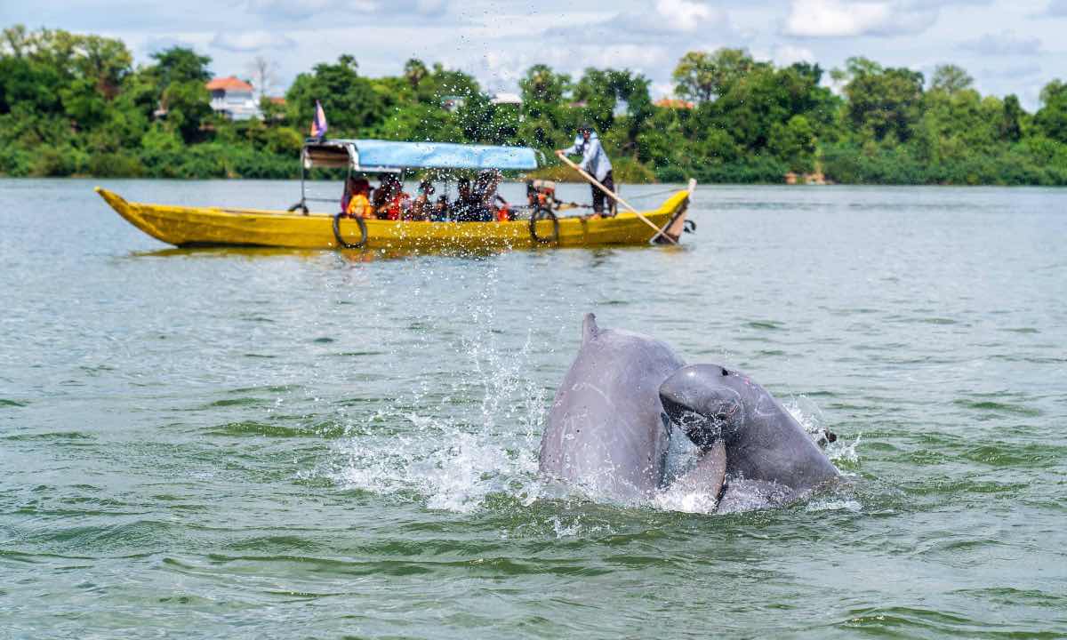 Kratié au Cambodge – sur les Rives du Mékong Sauvage
