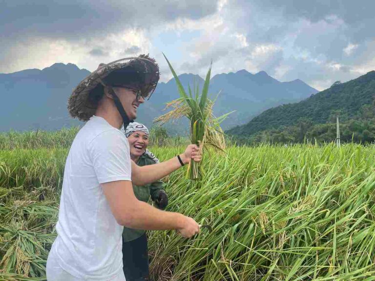 Plongez au cœur de la vie rurale vietnamienne en participant à la récolte du riz aux côtés des paysans locaux
